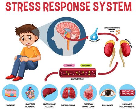 How Stress Can Affect Physical Health: A Technical Breakdown of the Body’s Response